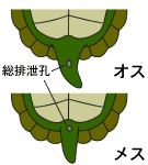 カメの体の不思議 性別 産卵 冬眠 Etc Kameworld カメ飼い方百科